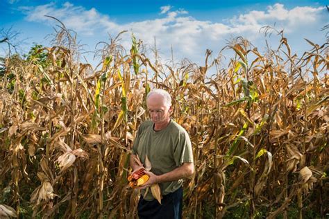 Älterer Landwirt Der Maiskolben in Den Händen Hält Stockfoto Bild