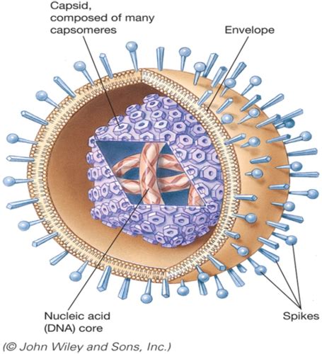 Med Micro Ch 10 Viruses Flashcards Quizlet