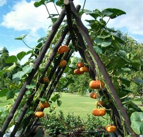 Small Space Vegetable Gardening