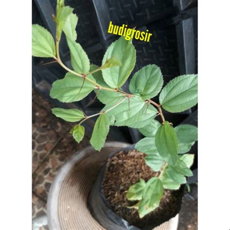 Jual Tanaman Daun Bidara Arab Ruqyah Bibit Bidara Pohon Bidara Shopee