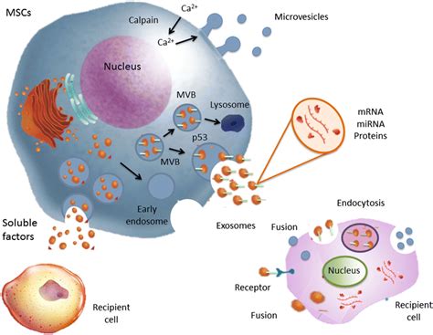 Schematic Representation Of Evs Biogenesis Vesicles Bud Directly From