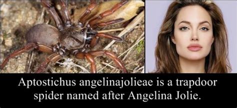 Animals Insects And Plants Named After Celebs 20 Pics