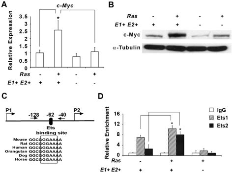 A) Fold change of c-Myc gene expression by real time rt-PCR in the 4 ...