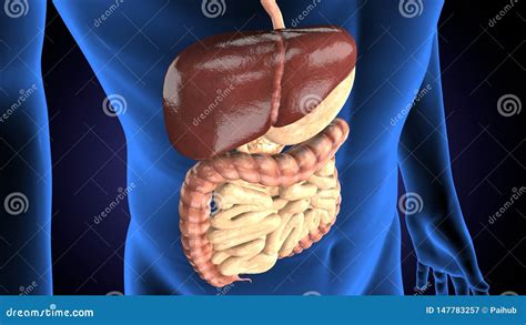 3d Rendered Medically Accurate Illustration Of A Mans Digestive System