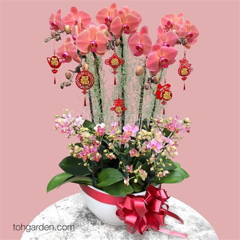 Chinese New Year Plants & Orchids 2021 - Toh Garden: Singapore Orchid ...