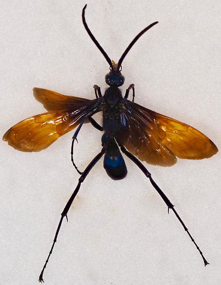 Tarantula Hawk Wasp Pepsis Bugguide