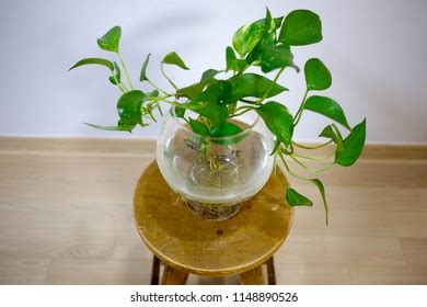 Closeup Pilea Peperomioides Houseplant Terracotta Pot Stock Photo