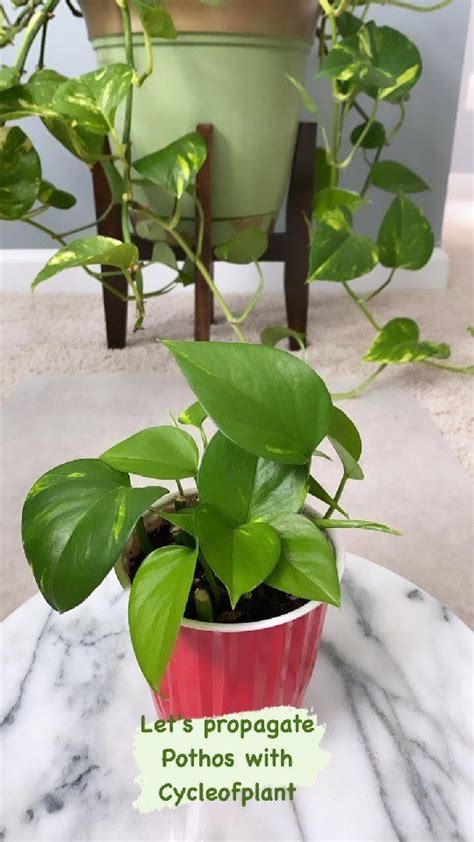 Lets Propagate Pothos Pothos Are Arguably One Of The Easiest