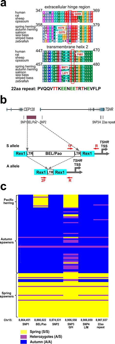 Genetic Variants At The TSHR Locus Strongly Associated With Seasonal