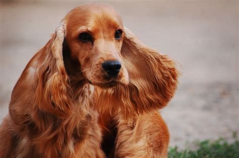 English Cocker Spaniel Characteristics And Information K9 Web