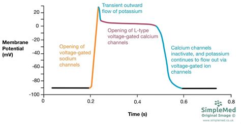 5 Cardiac Conduction And Contraction SimpleMed Learning Medicine