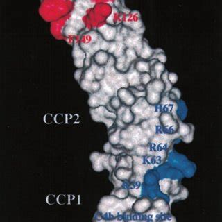 Model For The CCP1 CCP3 Modules Of The C4BP Chain Residues Shown To