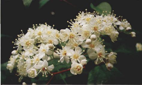 小花溲疏 秦巴野生植物 图片