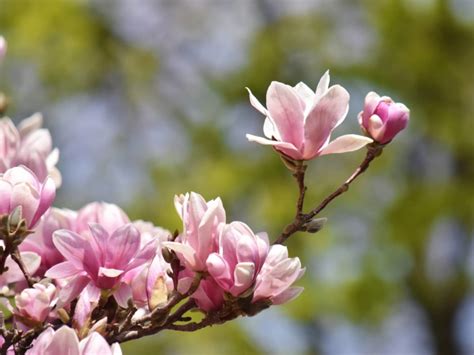 Ann Japanese Magnolia Tree • Just Fruits And Exotics