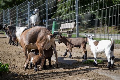 Wildpark Freut Sich Ber Nachwuchs Bei Ziegen Und Schafen