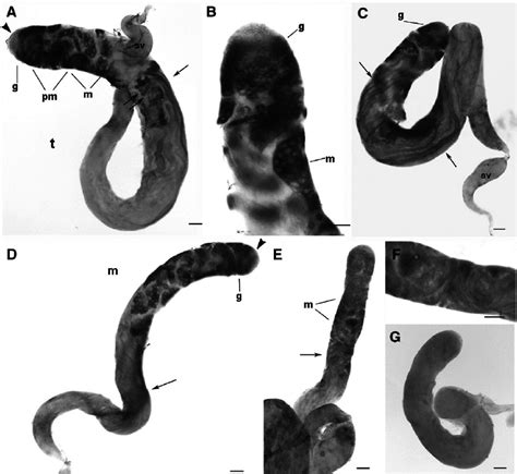 Ish On Testis D S Melanogaster A C And D S