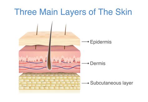 Human Epidermal Cells Diagram