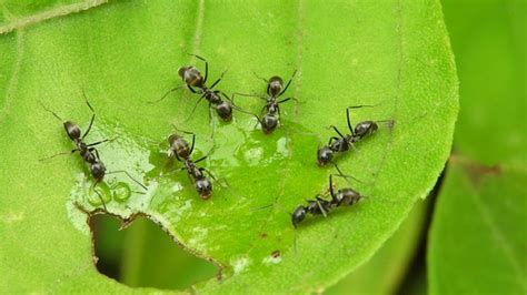 Cómo eliminar hormigas del jardín con vinagre lilimpieza