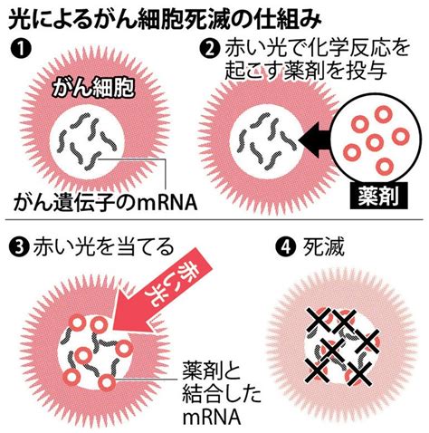 がん細胞：赤い光で死滅 薬剤、遺伝子狙い撃ち 甲南大 毎日新聞