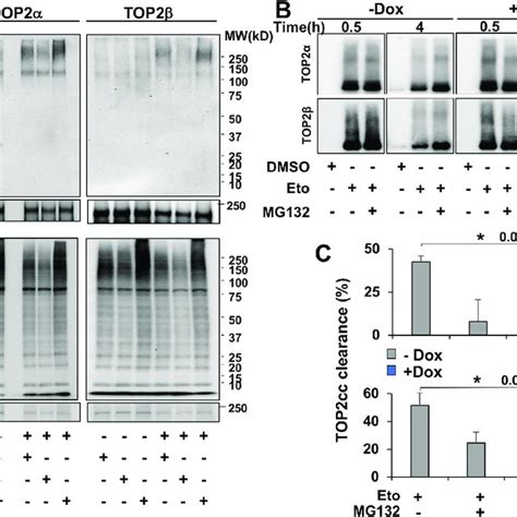 Bplf Deubiquitinates Top And Stabilizes Top Ccs A Hek T Cells