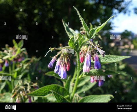 Echte Beinwell Symphytum Officinale Auch Gemeiner Beinwell