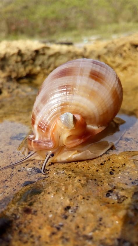 Scotch Bonnet Snail North Carolina Marine Molluscs · Inaturalist