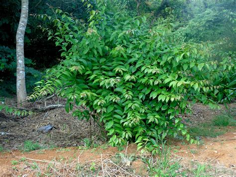 Ora pro nóbis Pereskia aculeata Mill A planta da vez