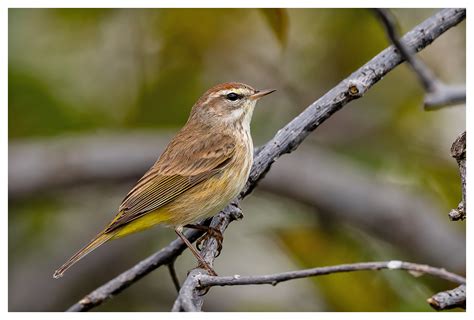 Warblers of Florida, USA | Backcountry Gallery Photography Forums