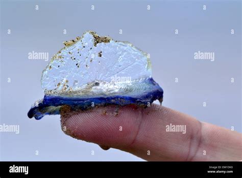 Velella Velella Tentacle Hi Res Stock Photography And Images Alamy