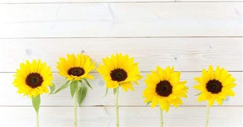 The Ultimate Guide Expert Tips On How To Dry Sunflowers