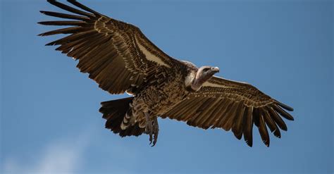 The Top 10 Largest Vultures In The World Imp World