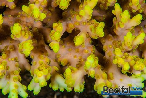 Acropora Caroliniana Un Classique Indon Sien R Cifal News