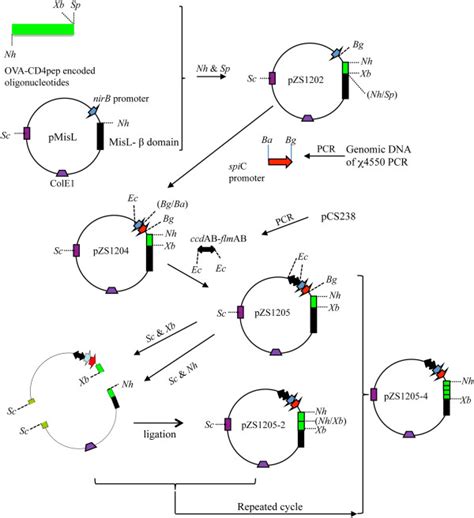 Plasmid constructions, as described in Methods. | Download Scientific ...