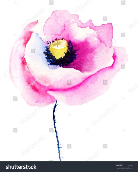 Colorful Pink Poppy Flowers Watercolor Illustration Stock Illustration