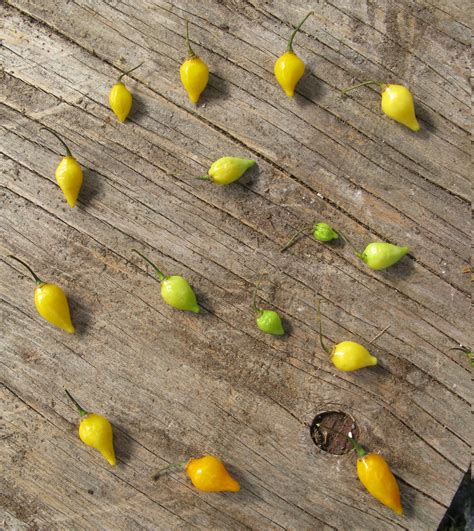 Biquinho Yellow Hot Pepper - Gaia Organic Seeds