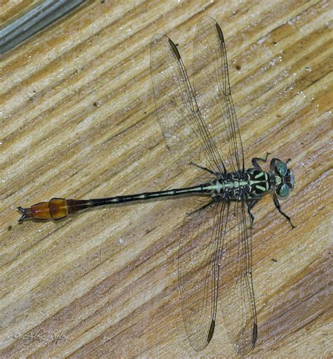 About Russet Tipped Clubtail Maryland Biodiversity Project