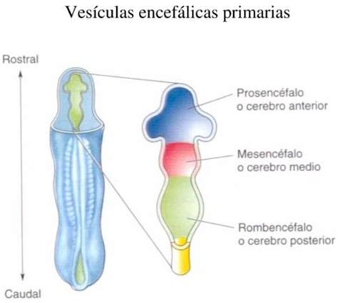 Desarrollo Embrional Del Sistema Nervioso A Partir De La Neurulación