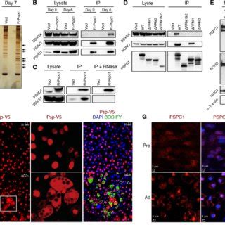 PSPC1 Interacts With DDX3X And Translocates From Nucleus To Cytoplasm