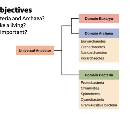 Eco Evo Bacteria Archaea And Eukarya Flashcards Quizlet