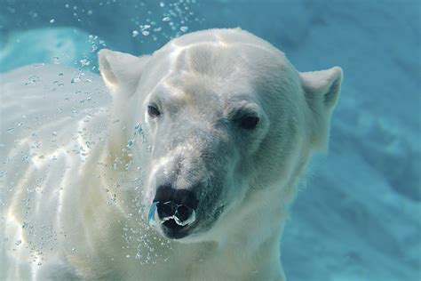 Фотографии Белого Медведя – Telegraph