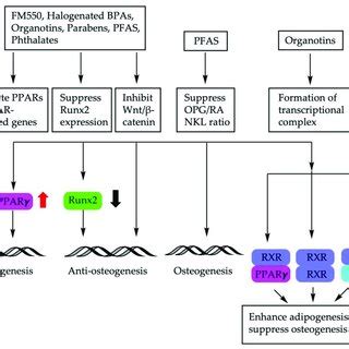 Molecular Mechanisms Involved In Bm Msc Fate Determination Using