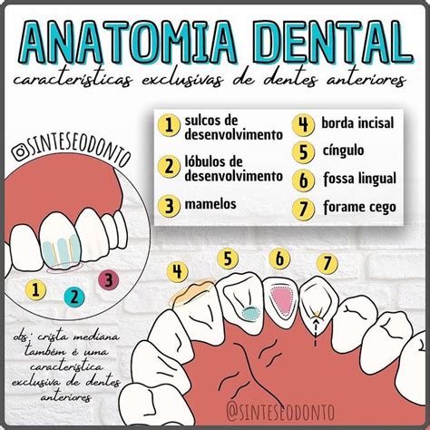 Anatomia Dental Caracter Sticas Exclusivas Dos Dentes Anteriores