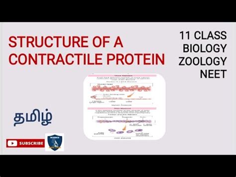 Structure Of Contractile Protein In Tamil Locomotion Movement