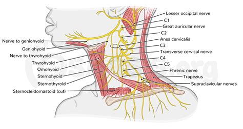 Cervical Plexus Cutaneous Branches