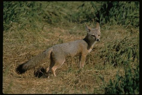 Foto gratis: volpe rossa, predatore, mammifero