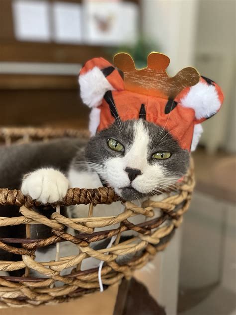 cowboy cat in a cowboy hat : CatsWithHats