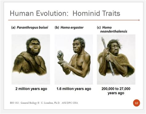 BIO 182 Exam 3 Human Evolution Study Questions Flashcards | Quizlet