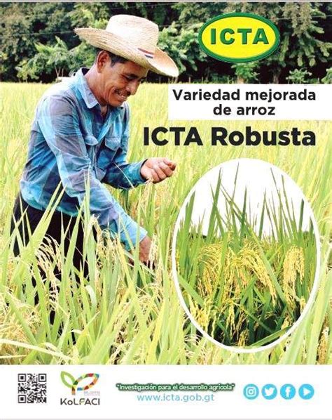 Lanzamiento Nueva Variedad De Arroz Icta Robusta Instituto