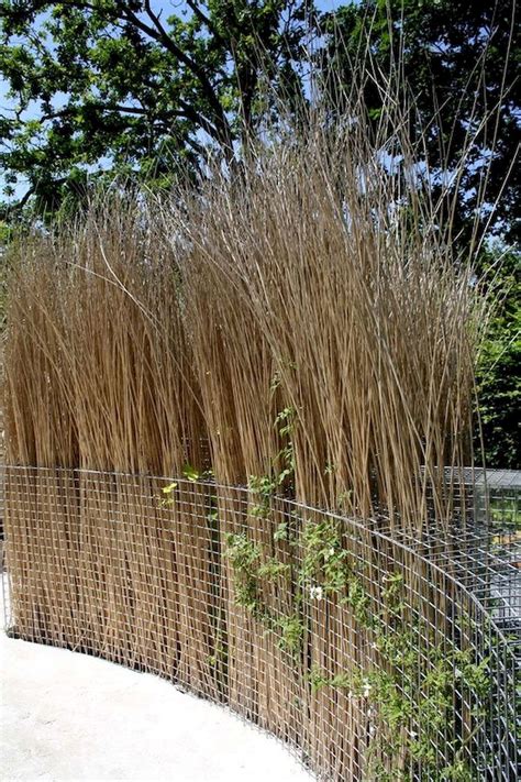 Живой забор из ивы (92 фото) » НА ДАЧЕ ФОТО