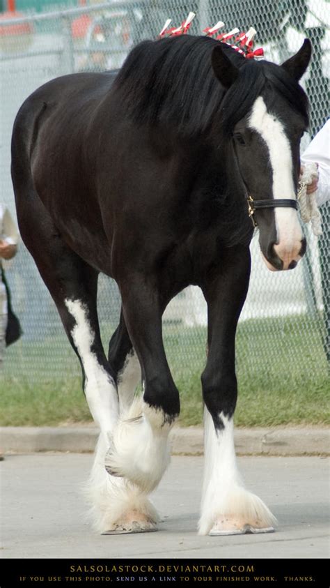 Clydesdale 3 by SalsolaStock on DeviantArt